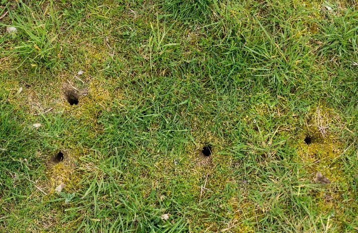 Mehrere Wühlmauslöcher im Rasen.